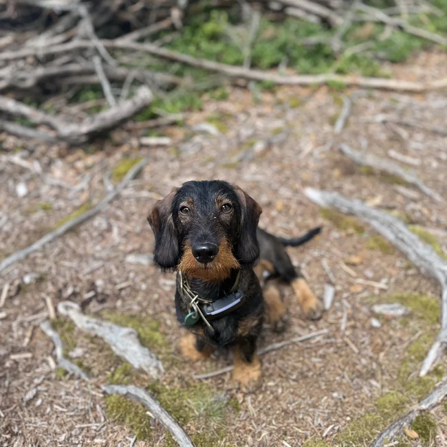 Dachshund lying on a forest path with branches in the background