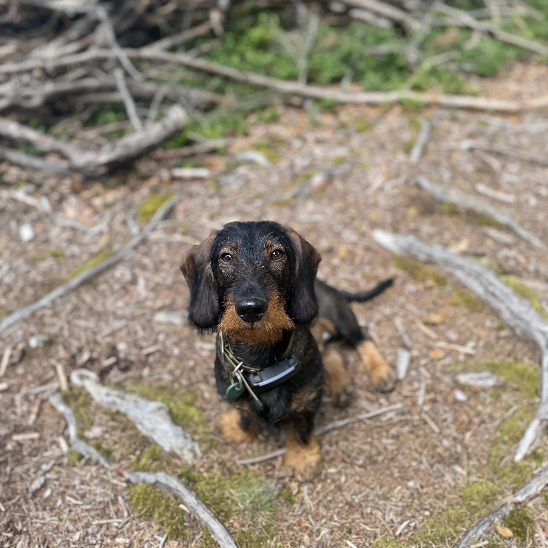 Dackel liegt auf einem Waldweg mit Ästen im Hintergrund