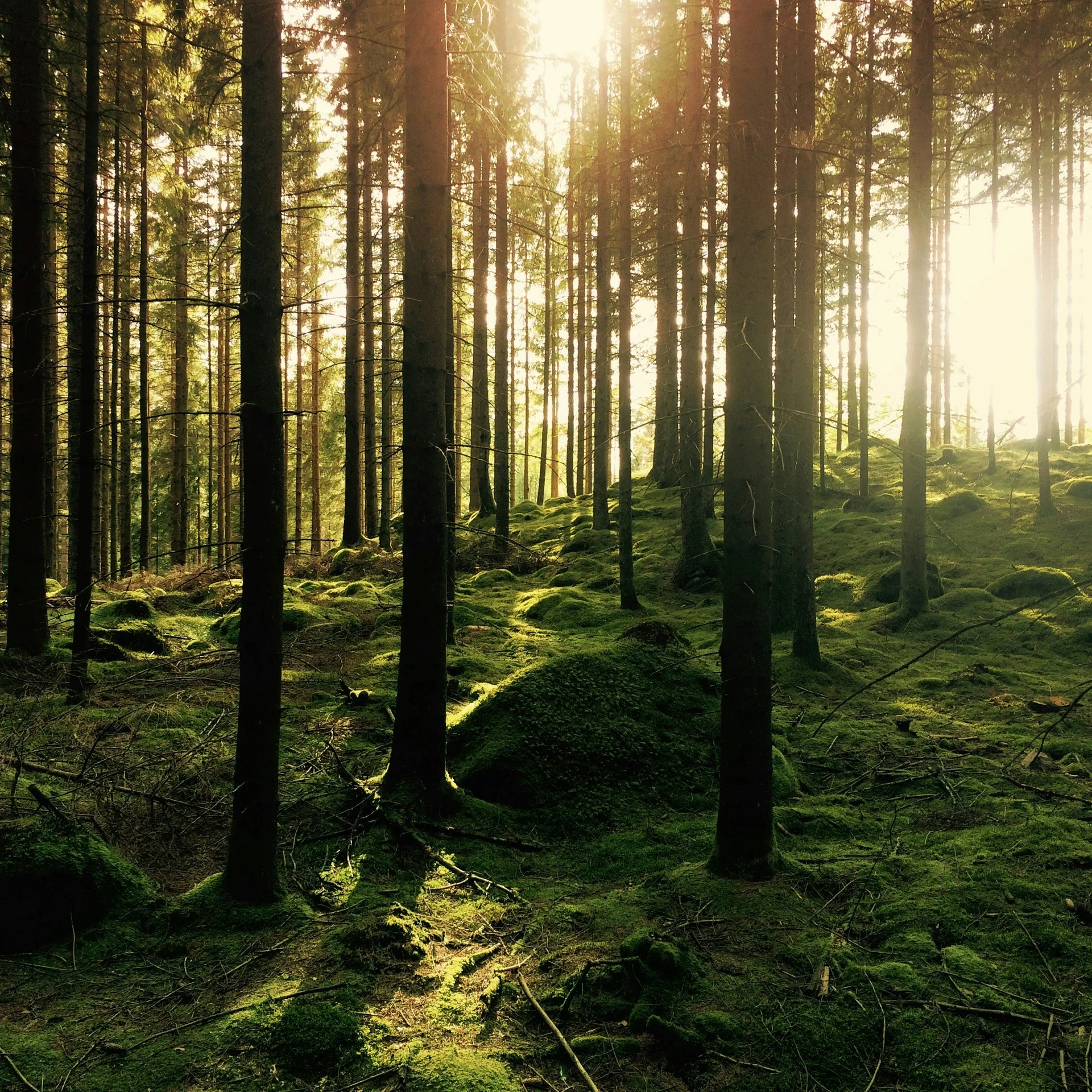 (E-)Bike-Hotel im Schwarzwald | Das Reppert in Hinterzarten Sonnenlicht scheint durch dichte Bäume in einem moosigen Wald