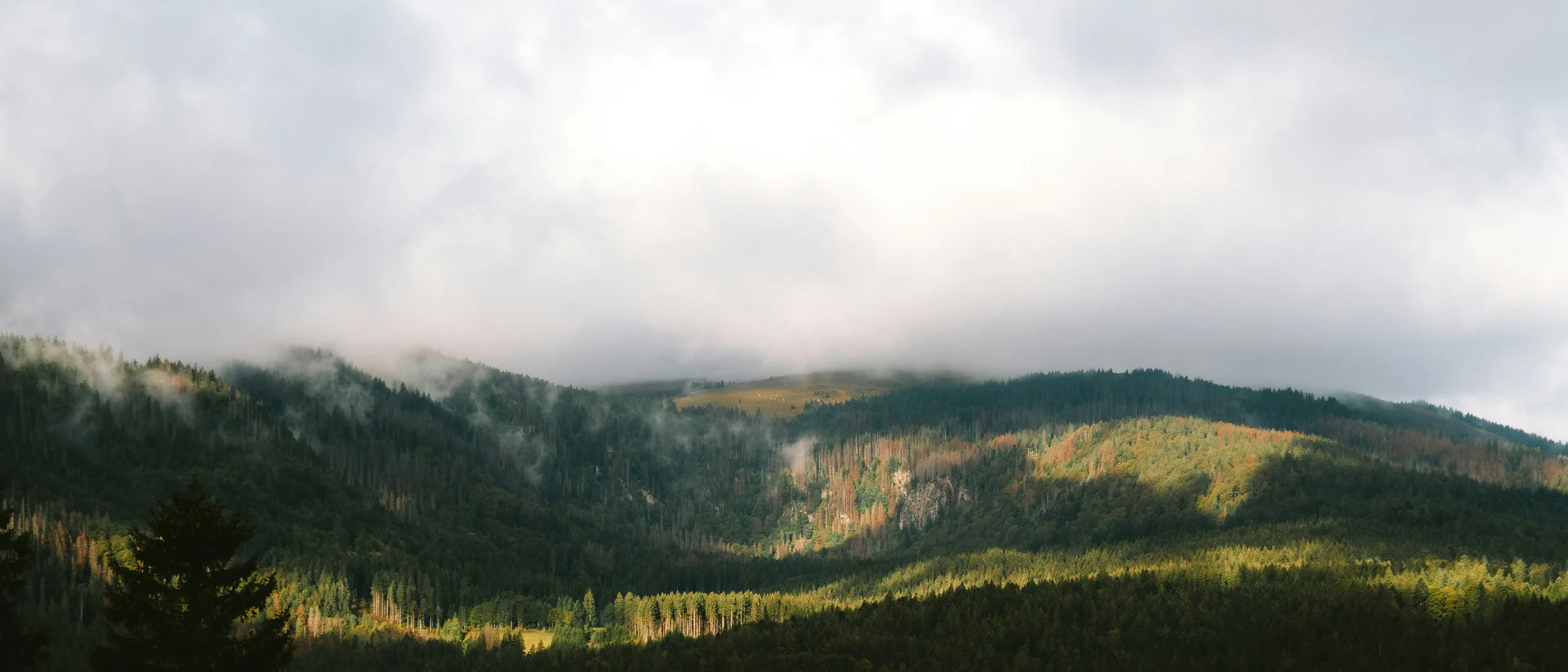 Wandern rund um Hinterzarten im Schwarzwald Waldlandschaft mit Nebel und bewölktem Himmel über Hügeln