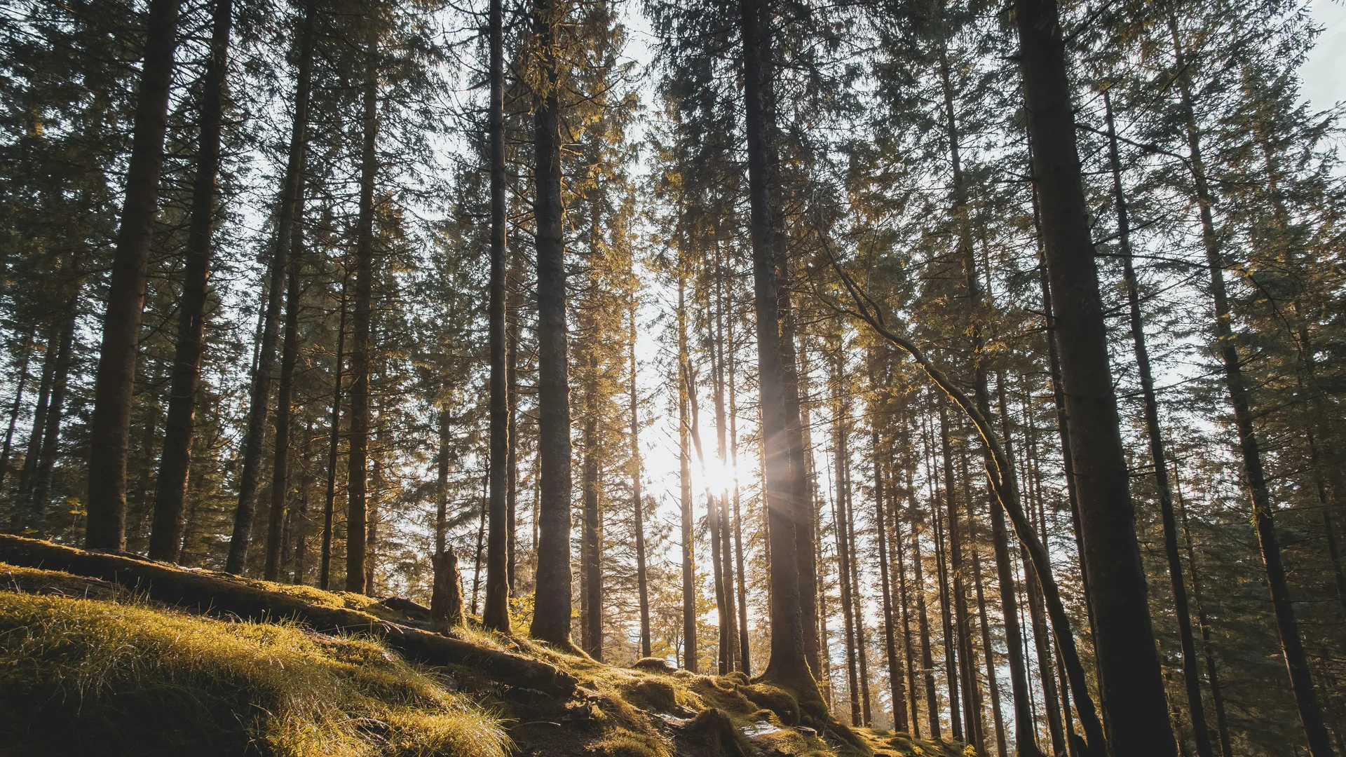 Sonnenlicht strahlt durch hoch aufragende Nadelbäume im Wald
