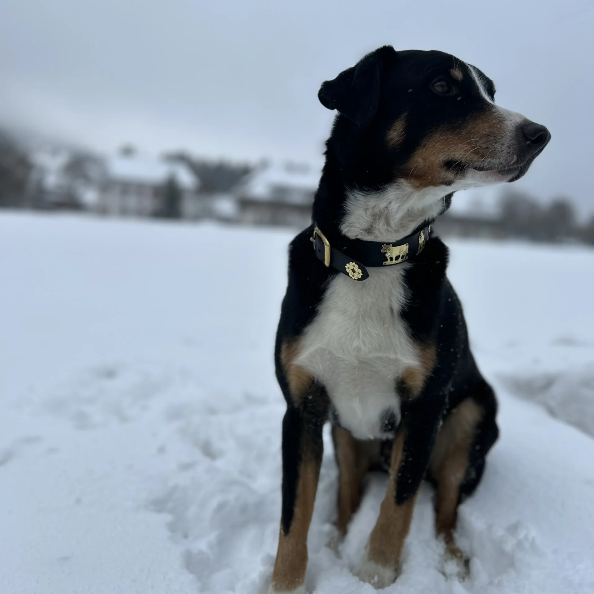 Dreifarbiger Hund mit Halsband sitzt im Schnee