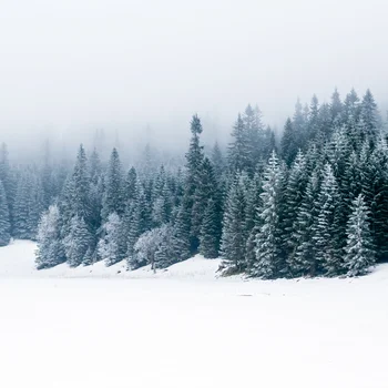 Verschneiter Tannenwald im dichten Nebel