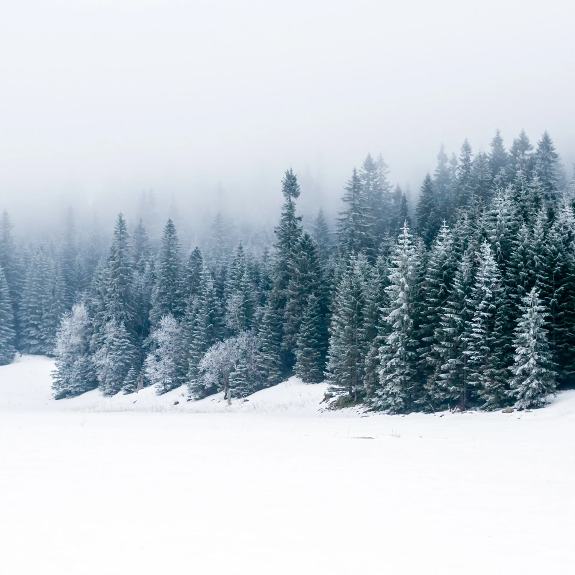 Forêt de sapins enneigée sous un brouillard dense