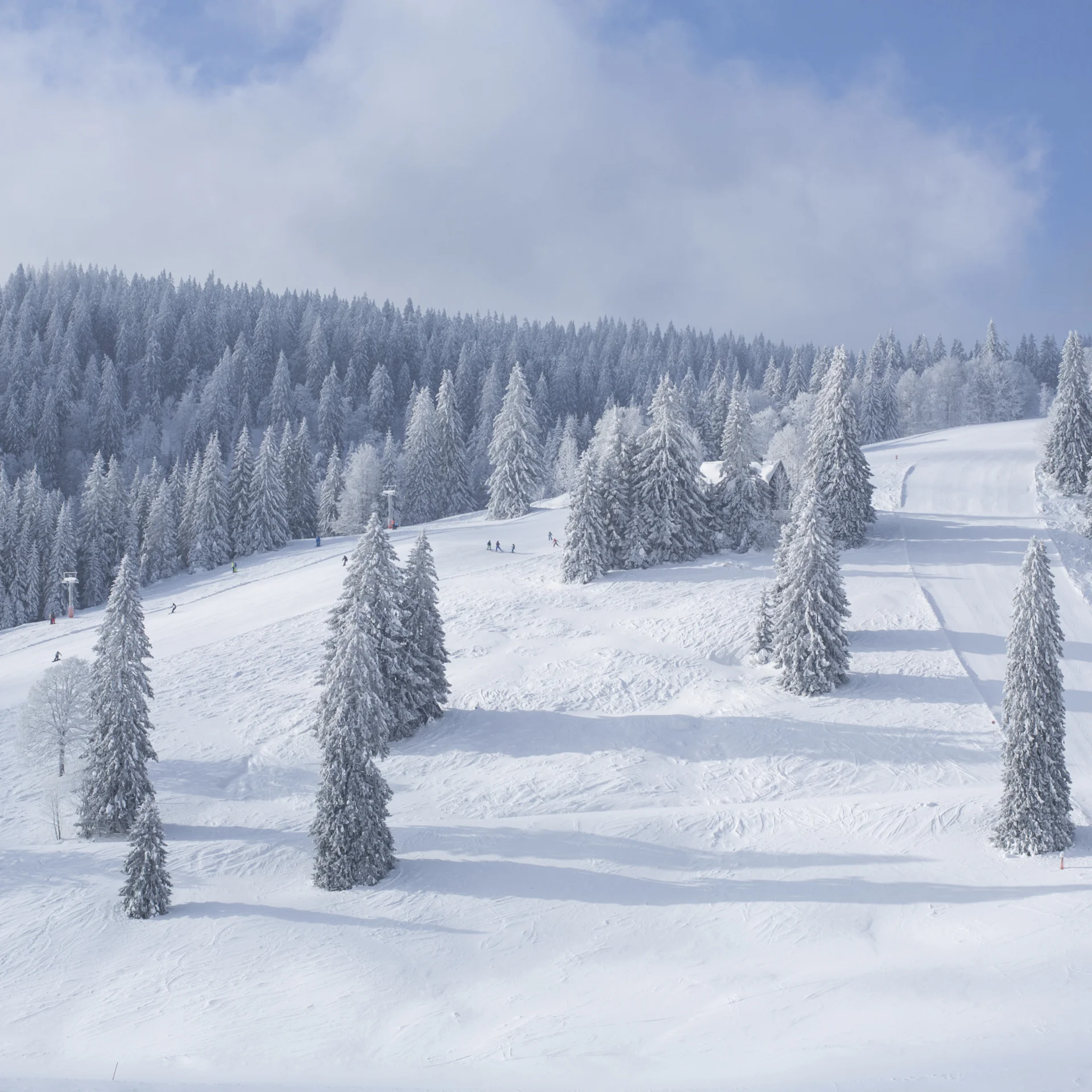 Verschneite Tannen an einem sonnigen Wintertag mit blauem Himmel