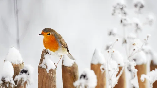 Rotkehlchen sitzt auf schneebedecktem Holzzaun im Winter
