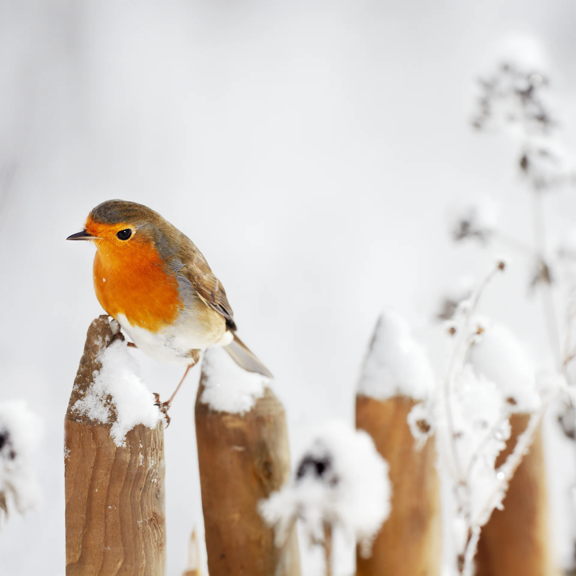 Rotkehlchen sitzt auf schneebedecktem Holzzaun im Winter