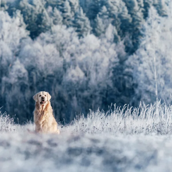 Goldener Retriever im frostigen winterlichen Feld vor verschneitem Wald