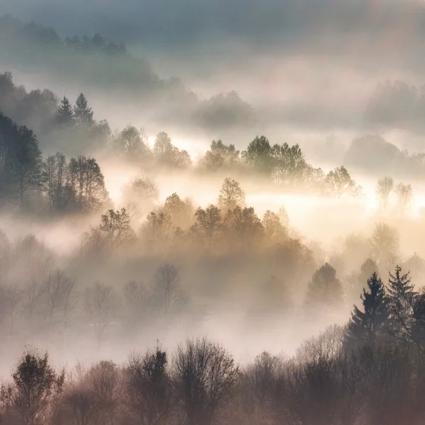 Nebel umhüllter Wald auf sanften Hügeln am Morgen