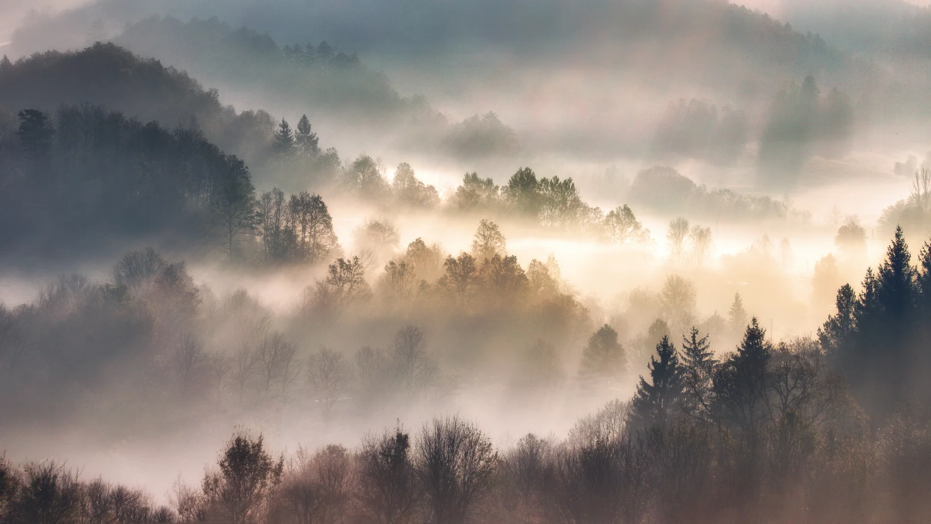 Sehenswürdigkeiten | Hinterzarten in Baden-Württemberg Nebel umhüllter Wald auf sanften Hügeln am Morgen
