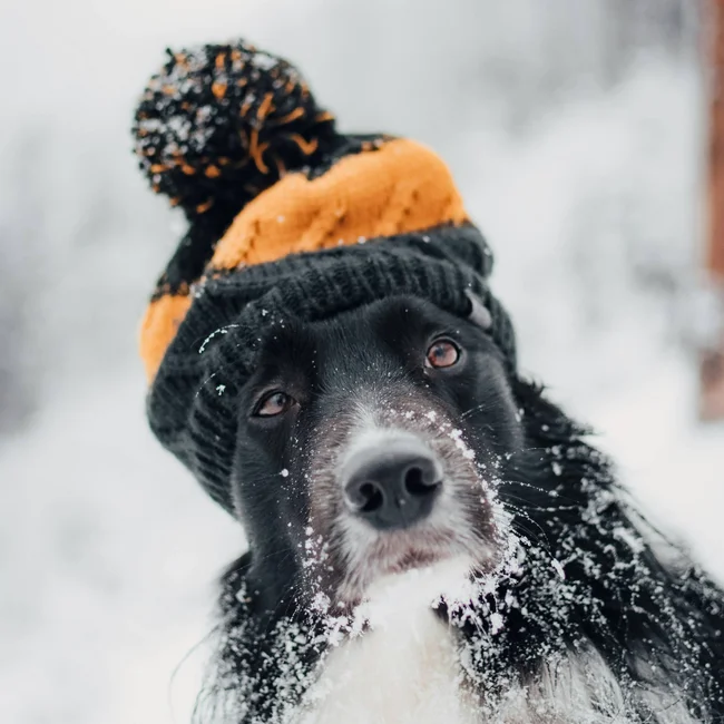 Schwarz-weißer Hund mit orange-schwarzer Bommelmütze und Schnee im Gesicht