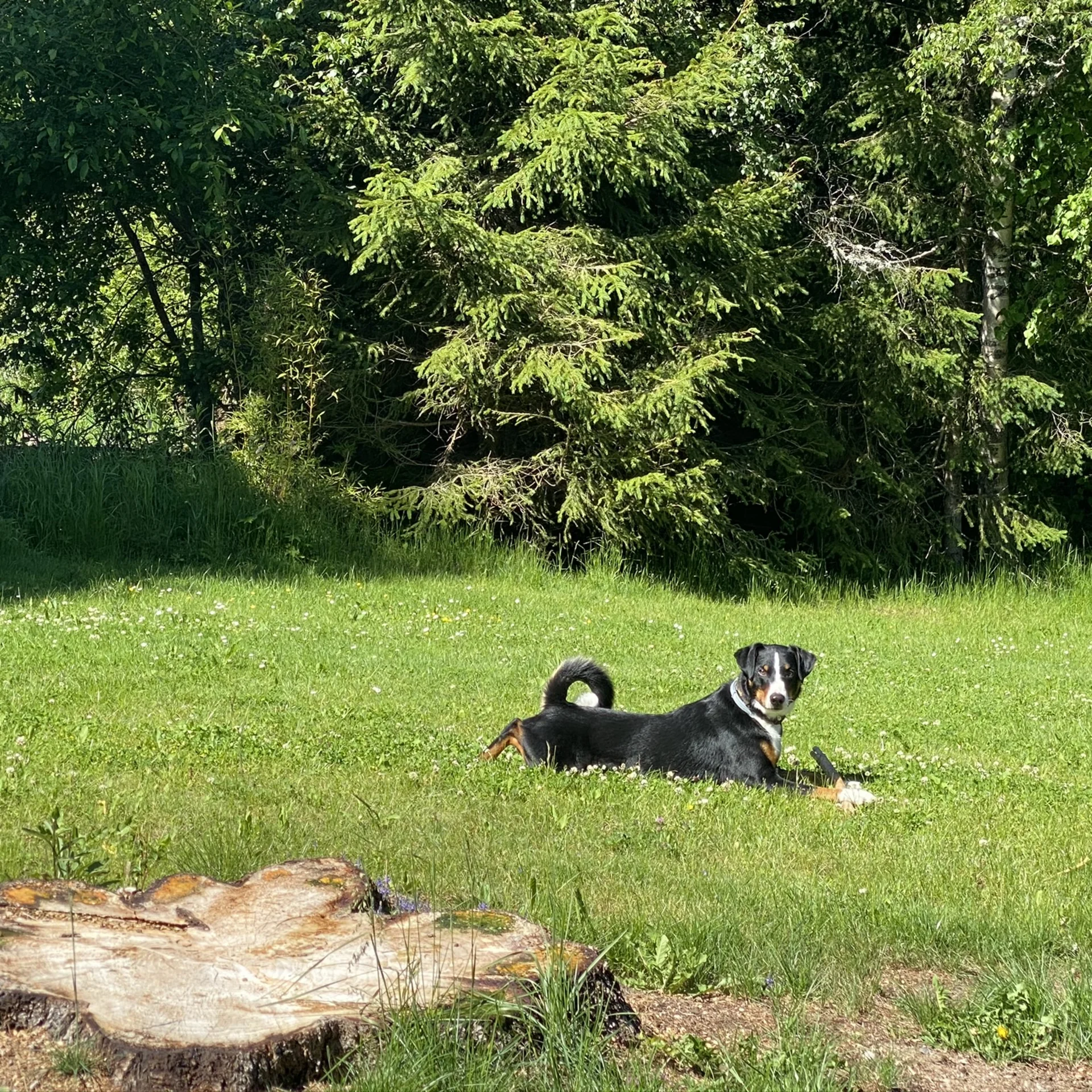 Hund liegt auf grüner Wiese vor Nadelbäumen und Baumstumpf