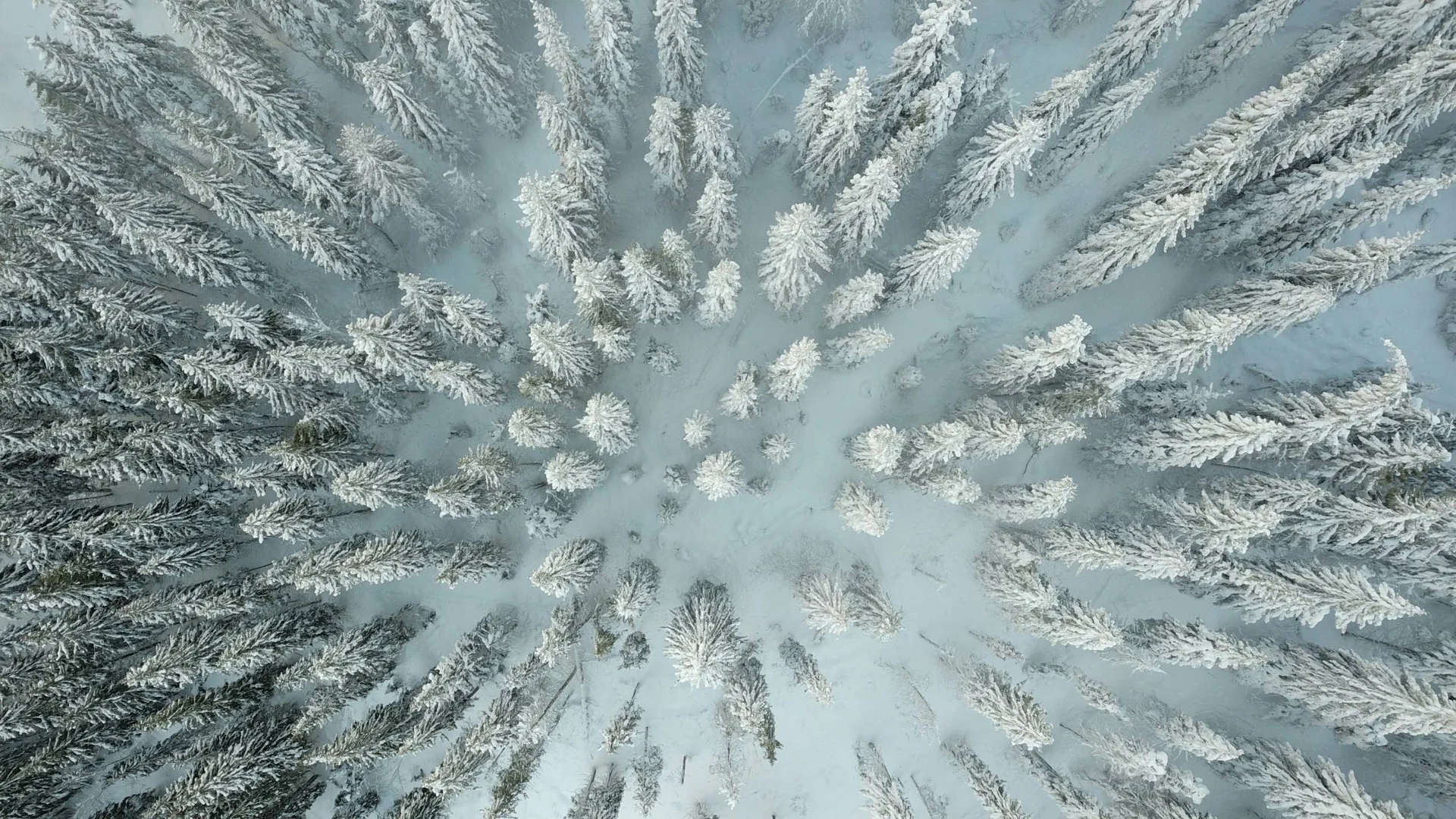 Vue aérienne d’une forêt de conifères enneigée