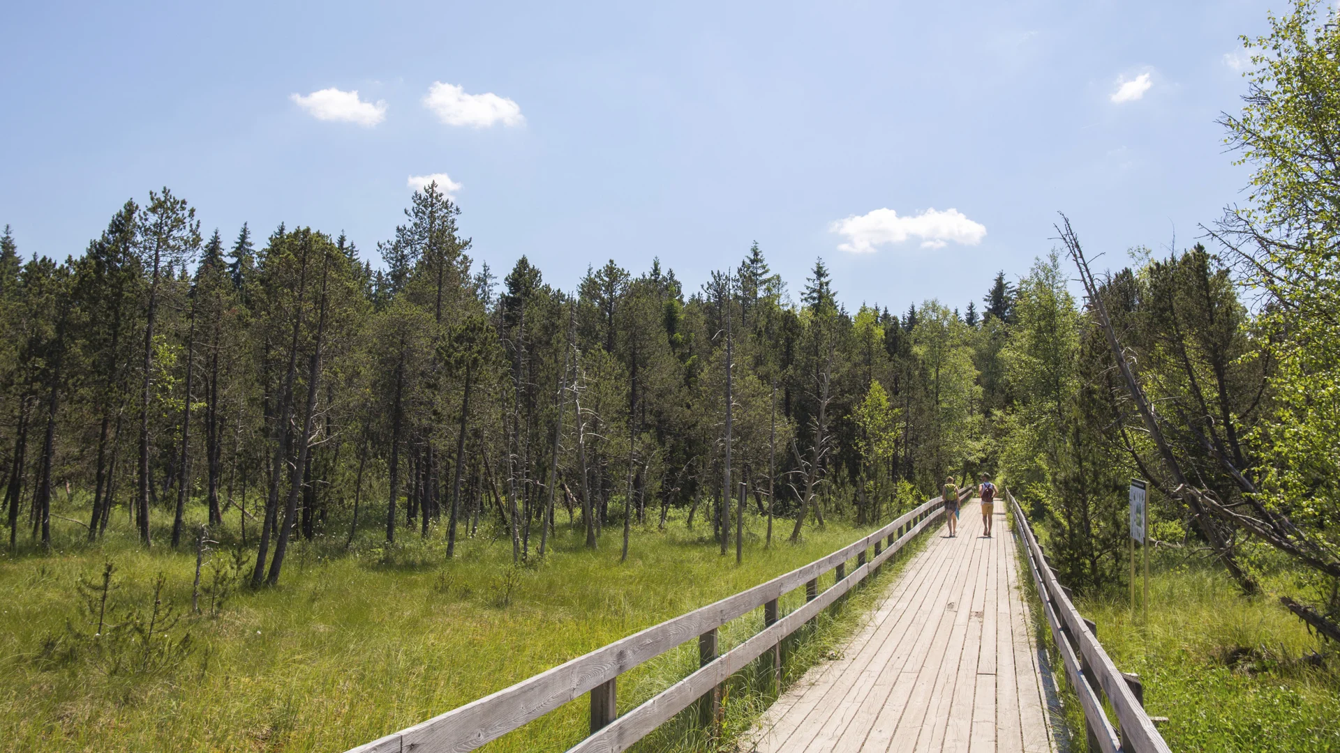 Zwei Menschen gehen auf einem Holzsteg durch eine grüne Waldlandschaft unter blauem Himmel
