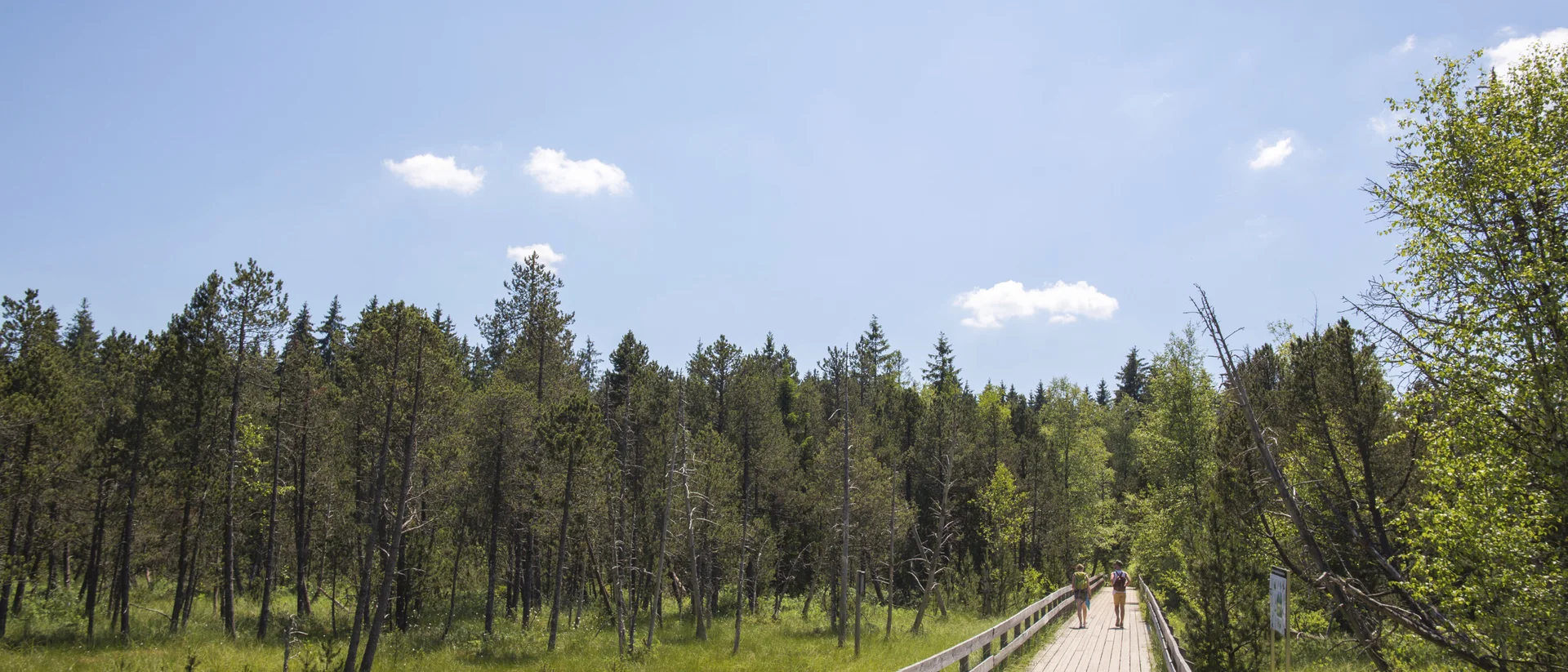 Wandern rund um Hinterzarten im Schwarzwald Zwei Menschen gehen auf einem Holzsteg durch eine grüne Waldlandschaft unter blauem Himmel