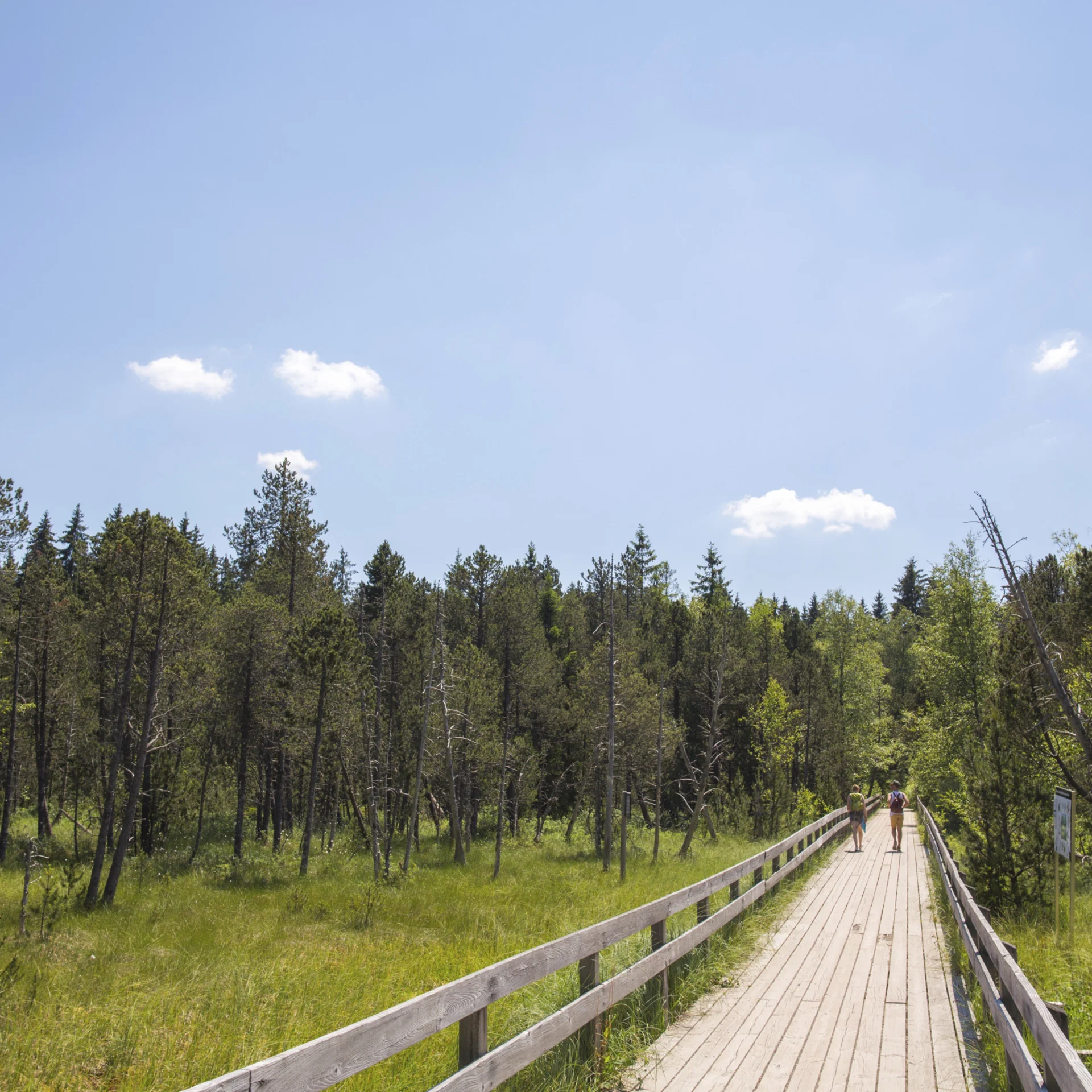 Two people walking on a wooden boardwalk through a green forest under a blue sky