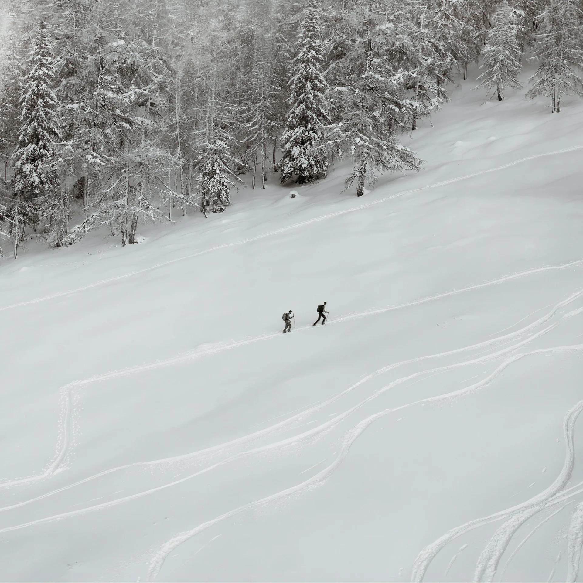 Zwei Skifahrer steigen durch verschneiten Waldhang auf
