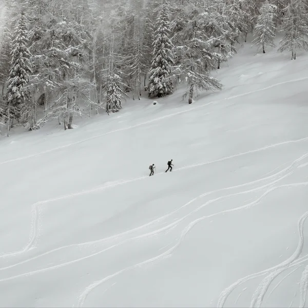 Zwei Skifahrer steigen durch verschneiten Waldhang auf
