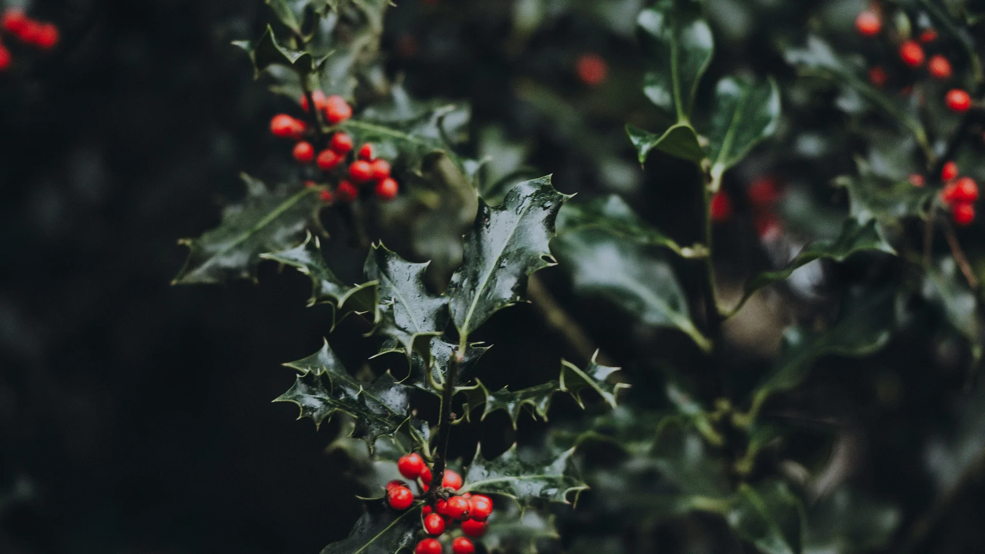Green holly leaves with red berries on dark background