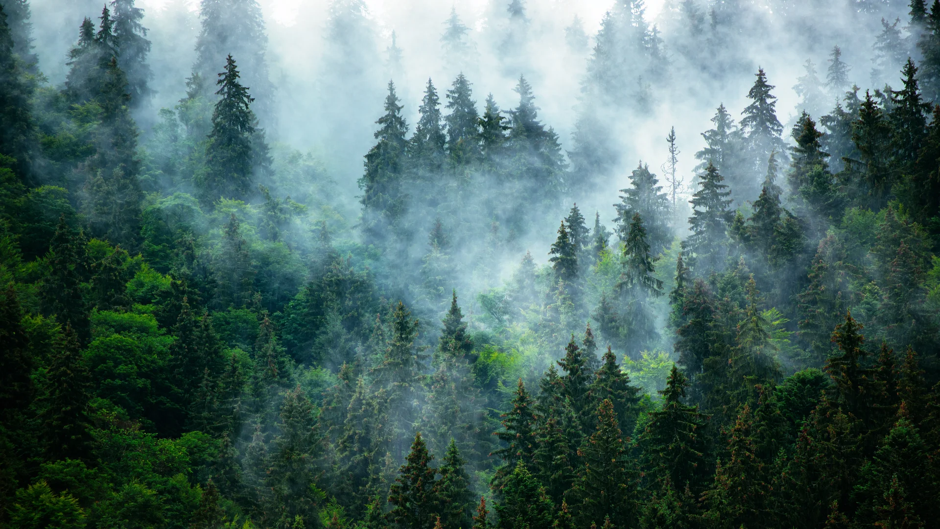 Sehenswürdigkeiten | Hinterzarten in Baden-Württemberg Nebel zieht durch dichten Tannenwald in den Bergen