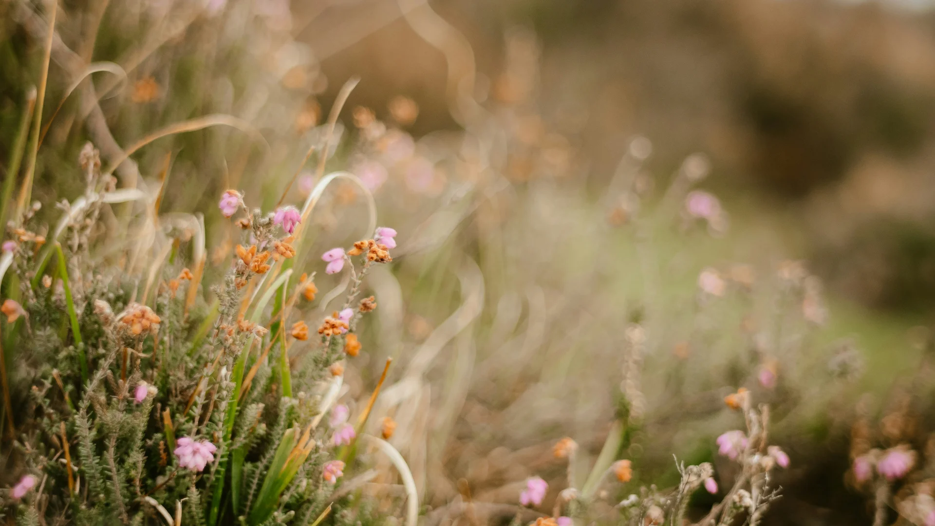 Feld mit unscharfen Wildblumen und Gräsern im Vordergrund