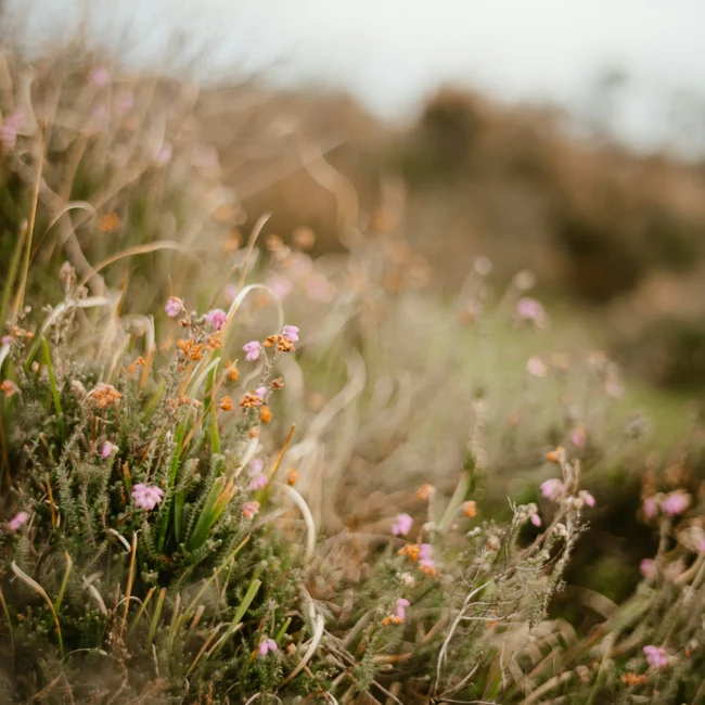 Feld mit unscharfen Wildblumen und Gräsern im Vordergrund
