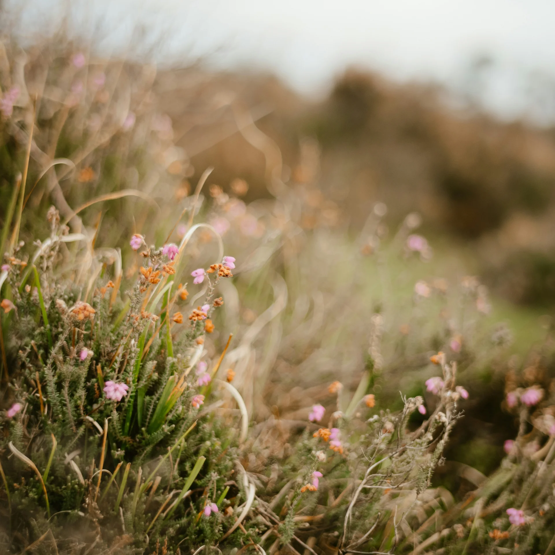 Feld mit unscharfen Wildblumen und Gräsern im Vordergrund