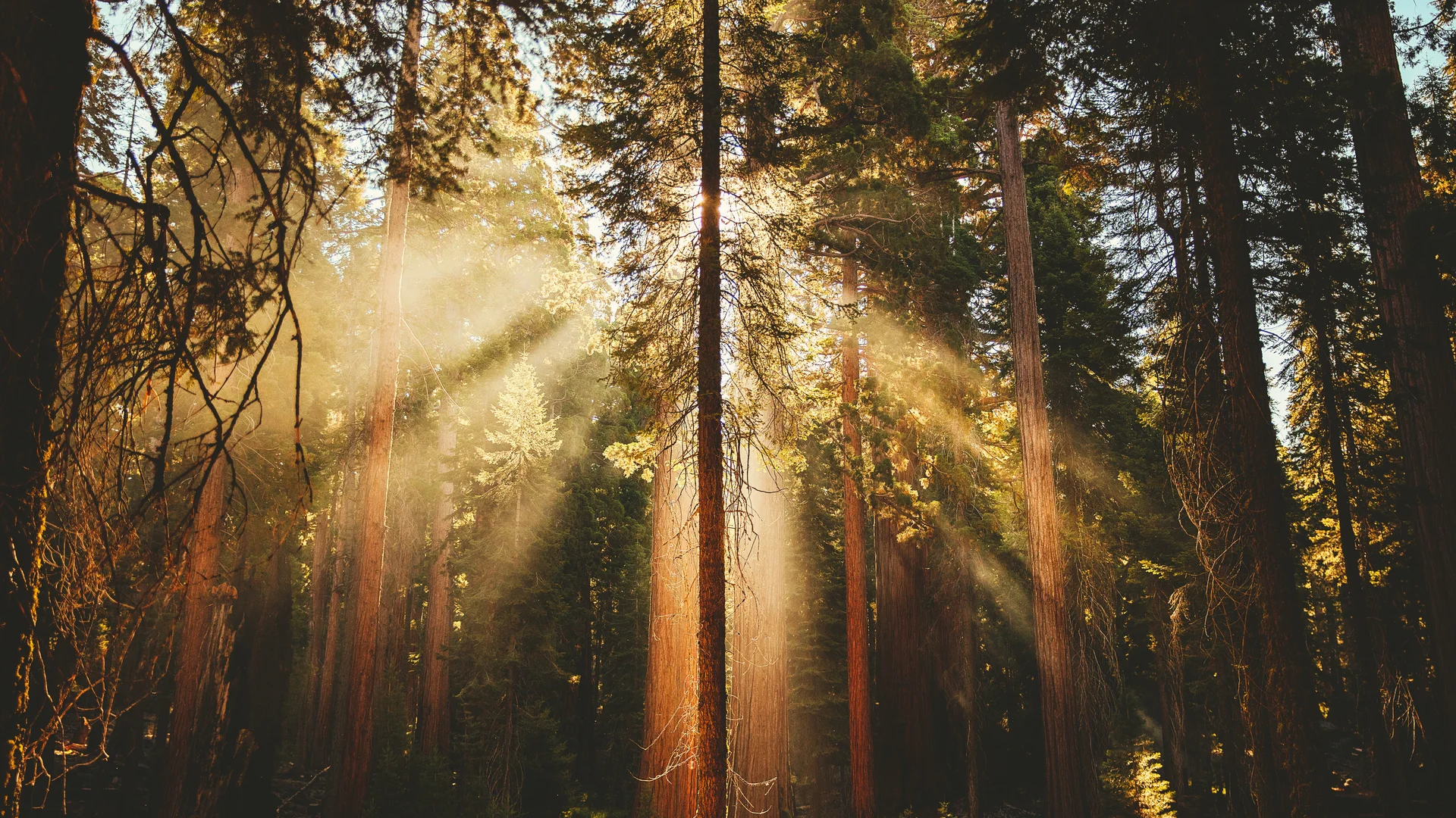 Sonnenstrahlen fallen durch hohe Bäume in einem dichten Wald