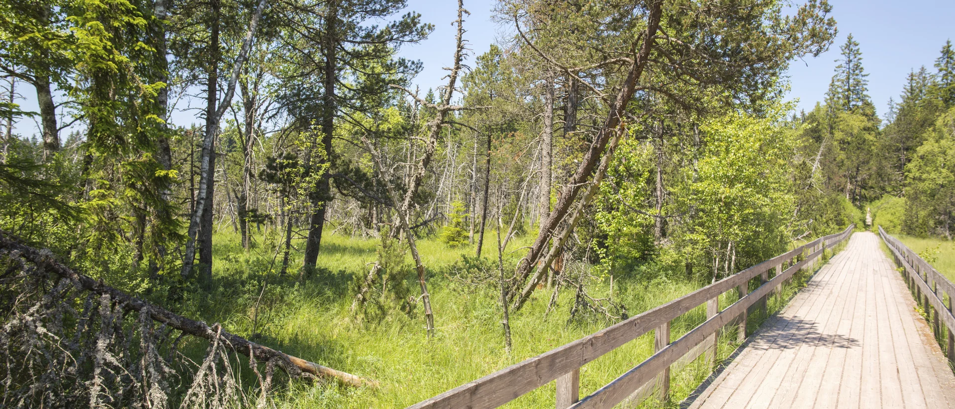 Passerelle en bois traversant une forêt verte sous un ciel bleu clair