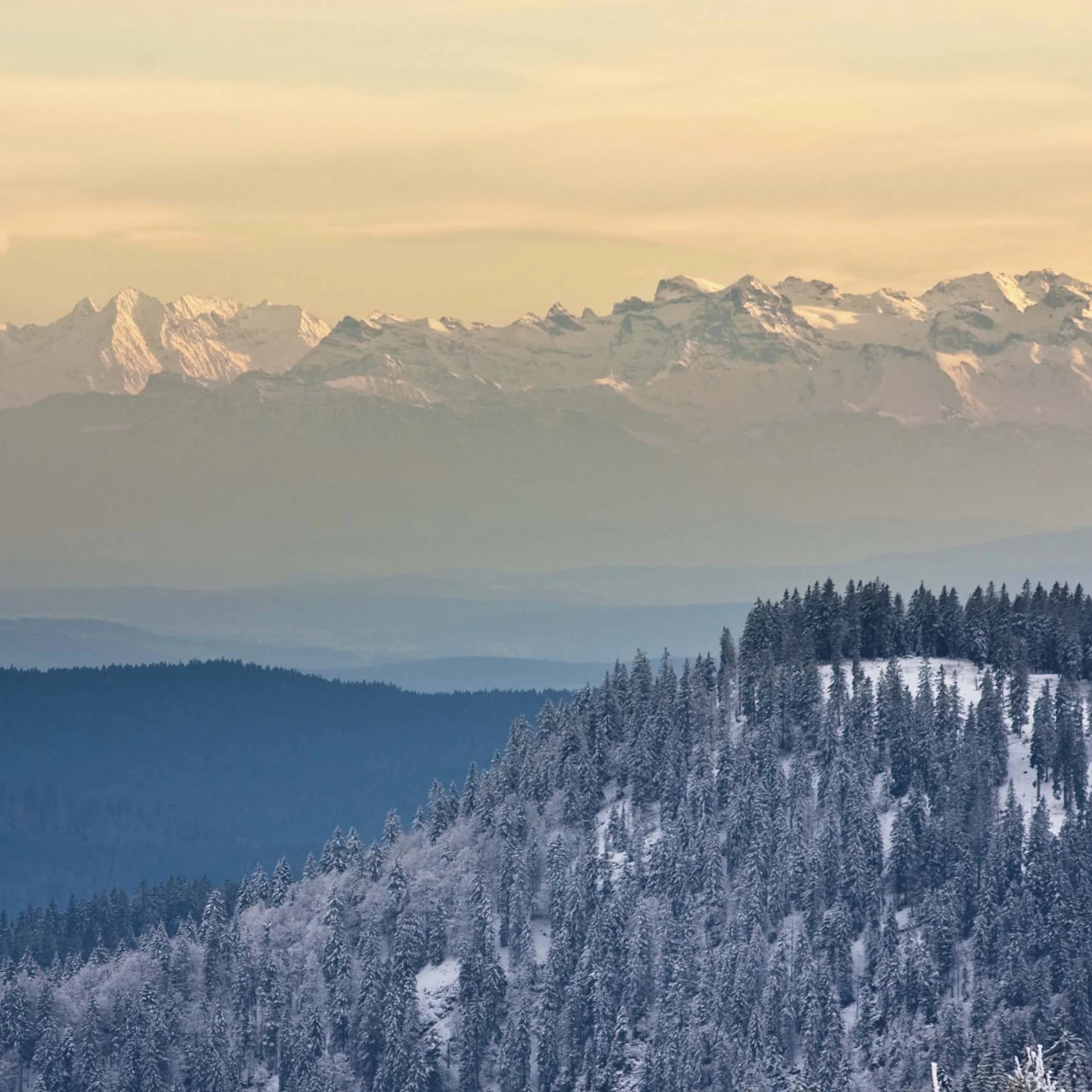 Forêts enneigées devant une chaîne de montagnes dans la lumière dorée du soir