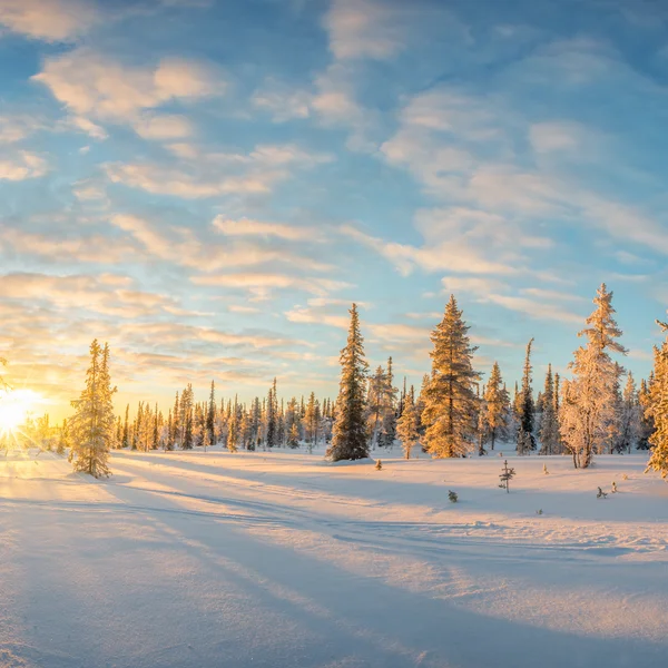 Sonnenuntergang über verschneitem Wald mit langen Schatten auf dem Schnee