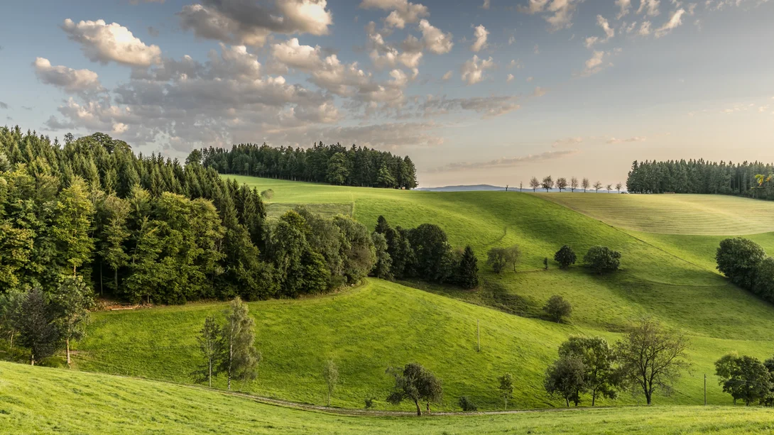Collines vertes avec des arbres sous un ciel nuageux au coucher du soleil