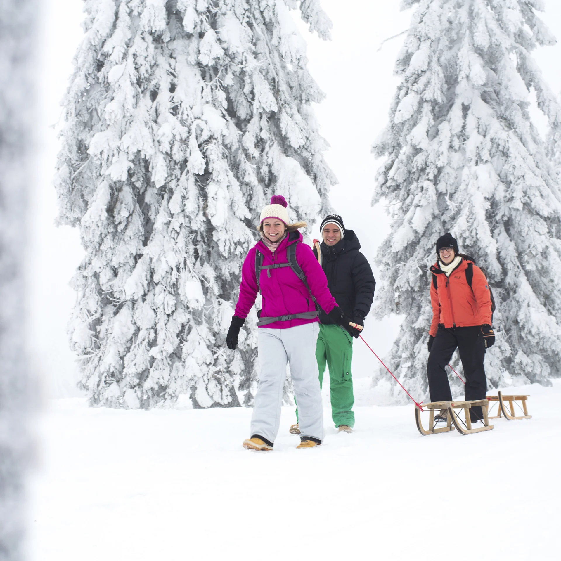 Drei Personen wandern mit Schlitten durch verschneiten Wald