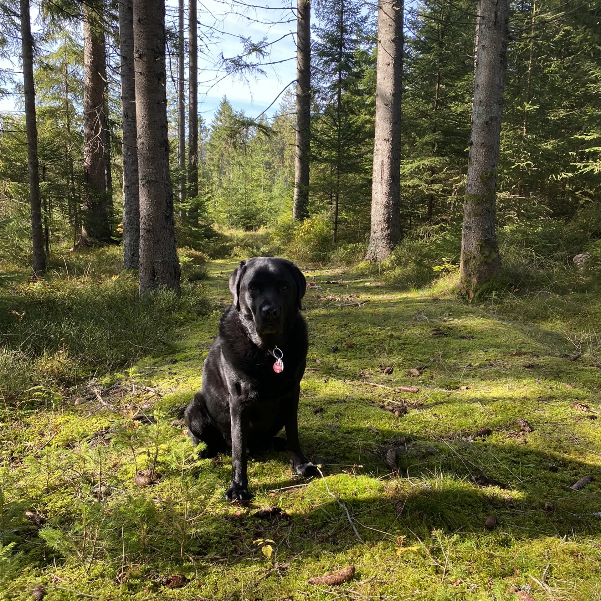 Schwarzer Hund sitzt auf moosigem Waldweg mit hohen Bäumen im Hintergrund