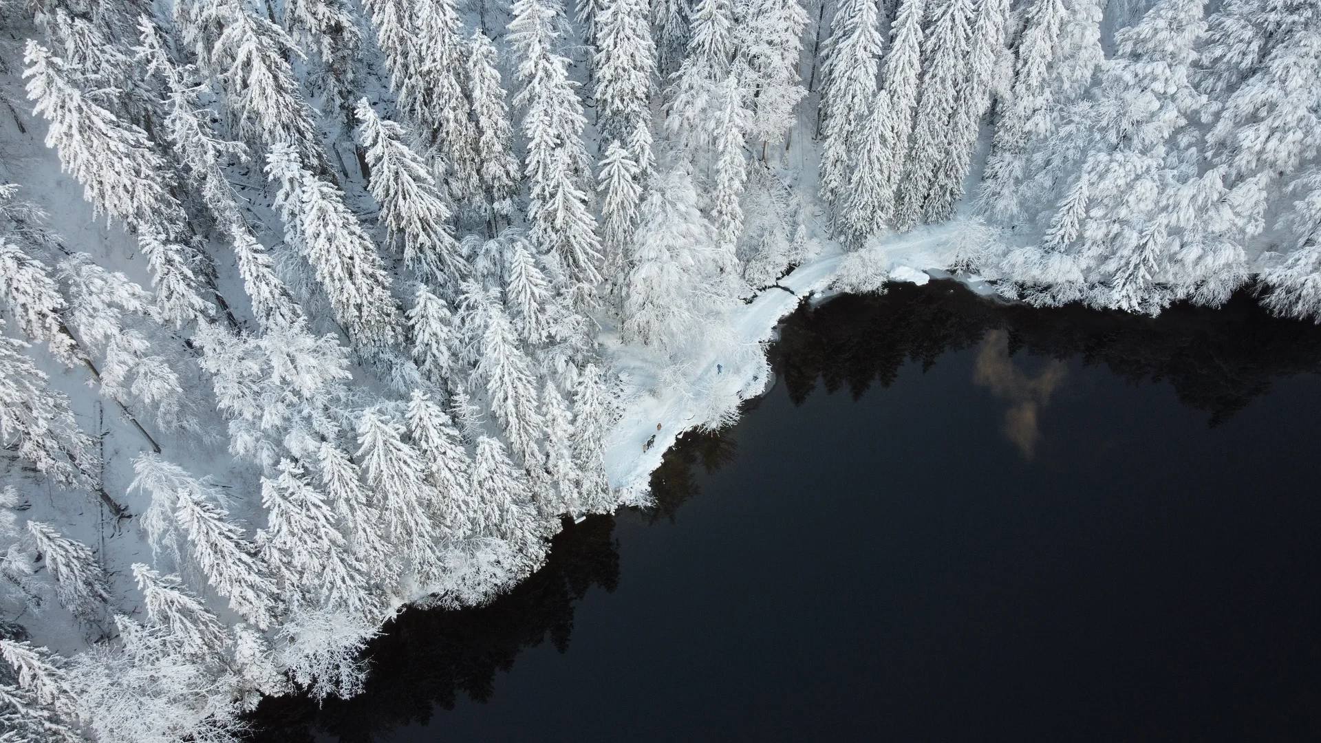 Verschneite Bäume an einem dunklen See im Winter