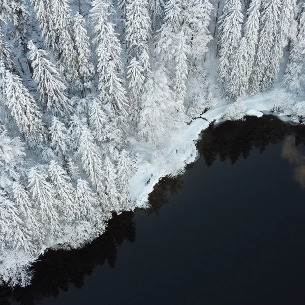 Verschneite Bäume an einem dunklen See im Winter