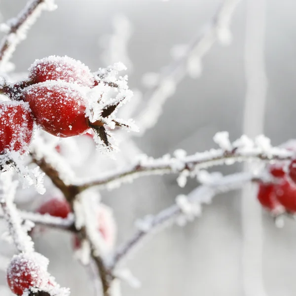 Rote Beeren mit Raureif auf Zweigen im Winter