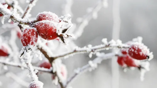 Rote Beeren mit Raureif auf Zweigen im Winter