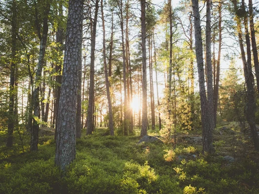 Sonnenlicht scheint durch hohe Bäume in einem grünen Wald