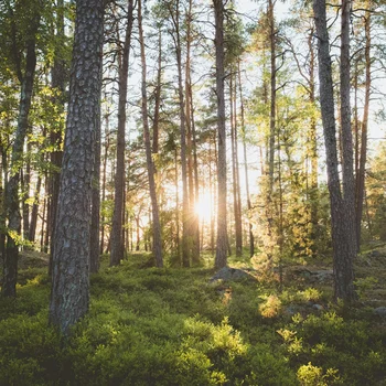 Sonnenlicht scheint durch hohe Bäume in einem grünen Wald