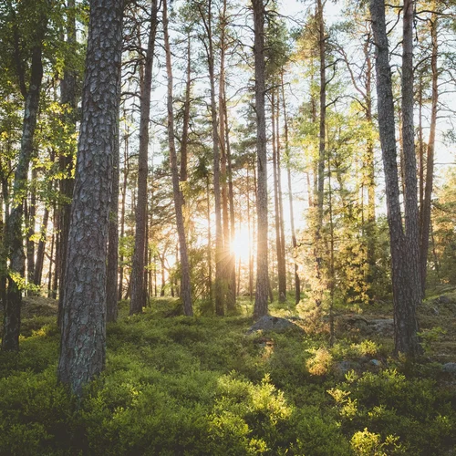 Sonnenlicht scheint durch hohe Bäume in einem grünen Wald