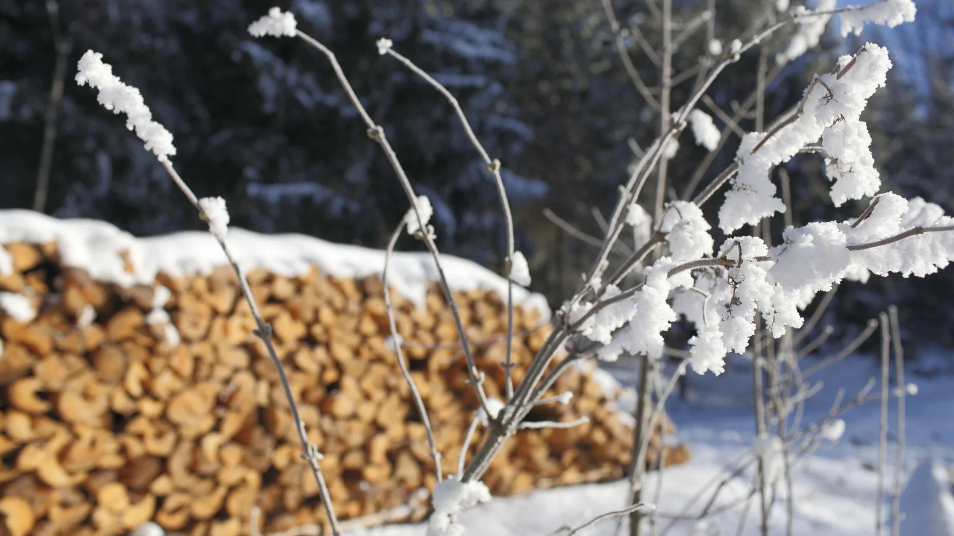 Mit Schnee und Reif bedeckte Zweige vor einem Stapel Brennholz im Winter