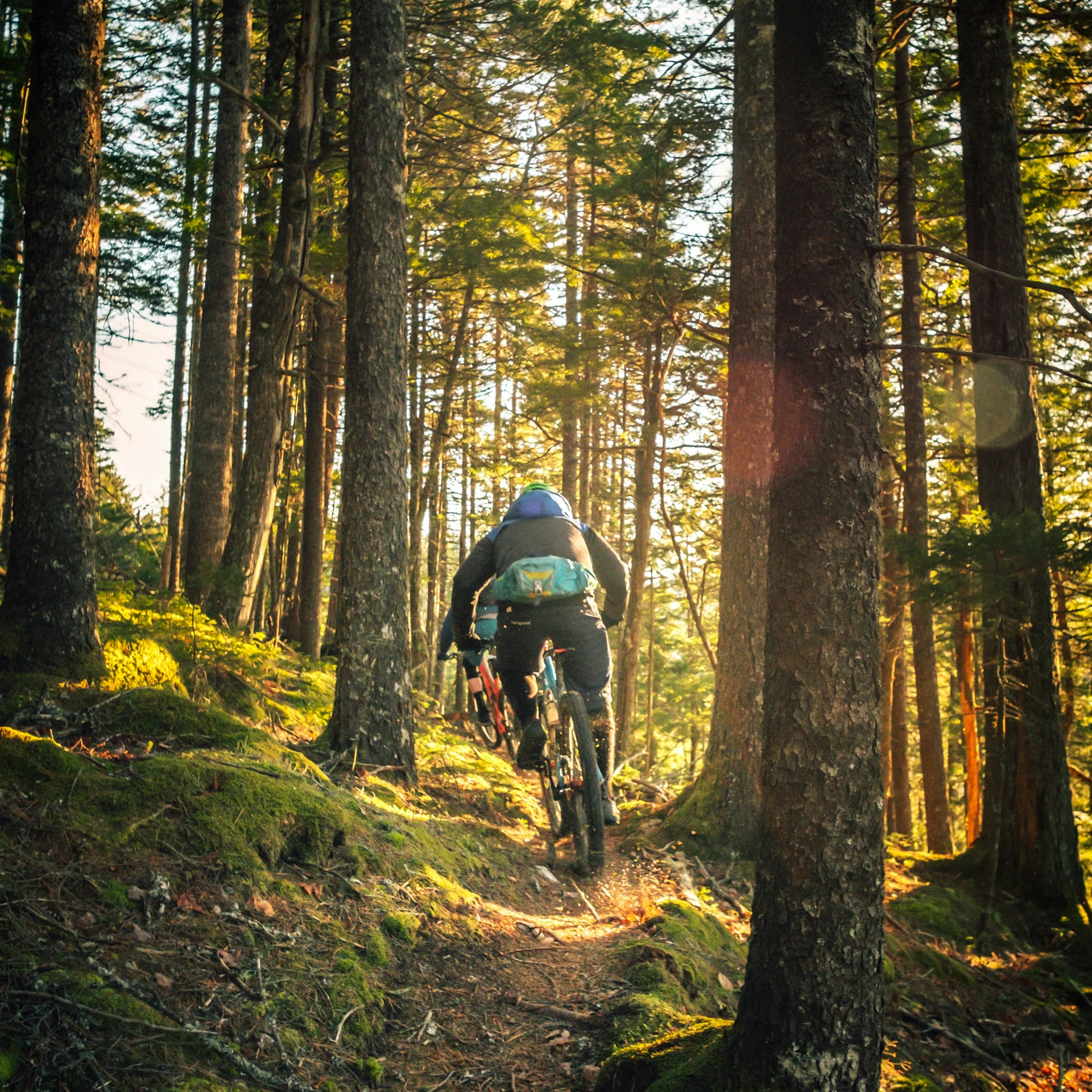 Fahrradfahrer im Sonnenlicht auf schmalem Waldweg zwischen hohen Bäumen