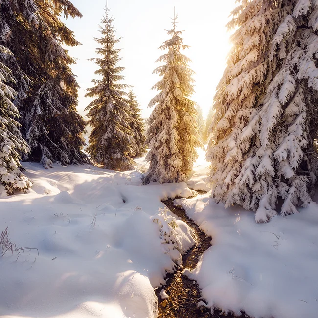 Un ruisseau traverse une forêt de sapins enneigés dans la lumière dorée du matin